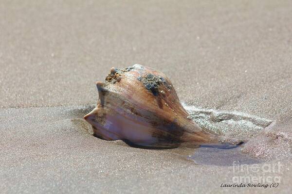 Conch Art Print featuring the photograph Conch Shell by Laurinda Bowling