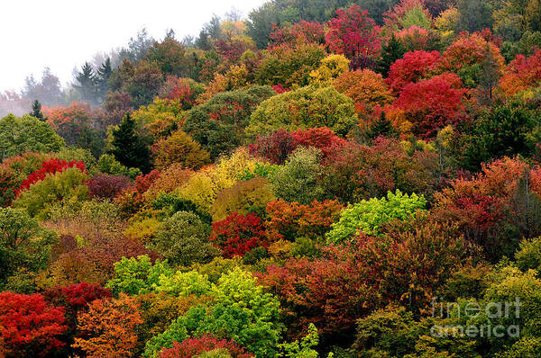 Autumn Art Print featuring the photograph Hillside Canvas Fall Color by Thomas R Fletcher