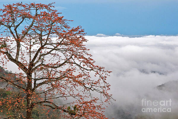 Clouds Art Print featuring the photograph Out of the Clouds by Sonny Marcyan