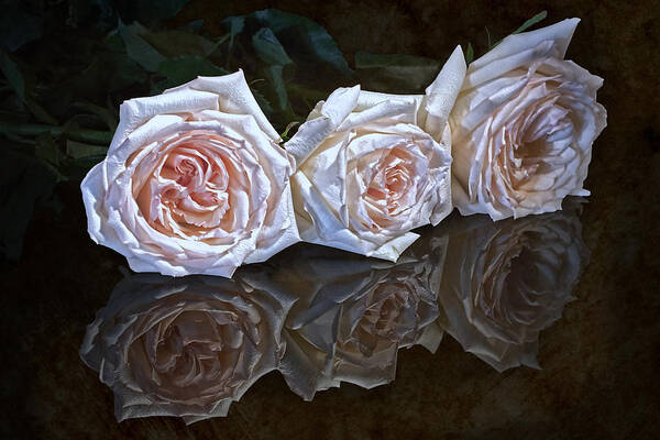 Arrangement Art Print featuring the photograph Three Roses Still Life by Tom Mc Nemar