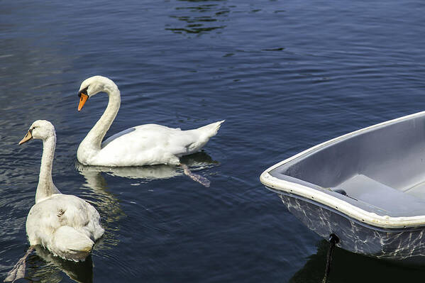Swan Art Print featuring the photograph Two Swans A Swimming by Kate Hannon