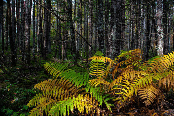 2012 Art Print featuring the photograph Where the Ferns Grow by Ronald Lutz