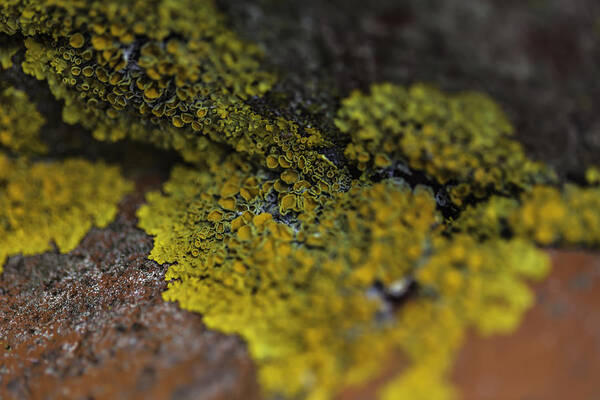 Lichen Art Print featuring the photograph Yellow Lichen by Kate Hannon