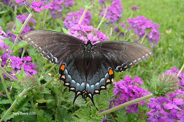 Black Swallowtail Art Print featuring the photograph Black Swallowtail #1 by Kerry Beverly