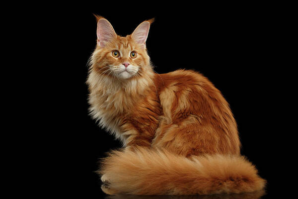Angry Art Print featuring the photograph Ginger Maine Coon Cat Isolated on Black Background by Sergey Taran