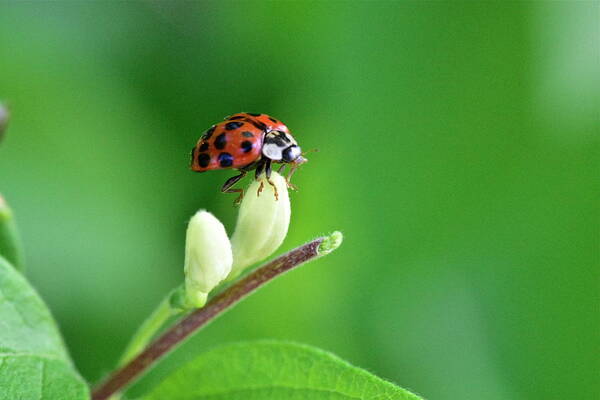 Wall Art Art Print featuring the photograph Lady Bug #1 by Jeffrey PERKINS