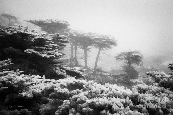 California Art Print featuring the photograph 17 Mile Drive Cyprus Tress by Craig J Satterlee