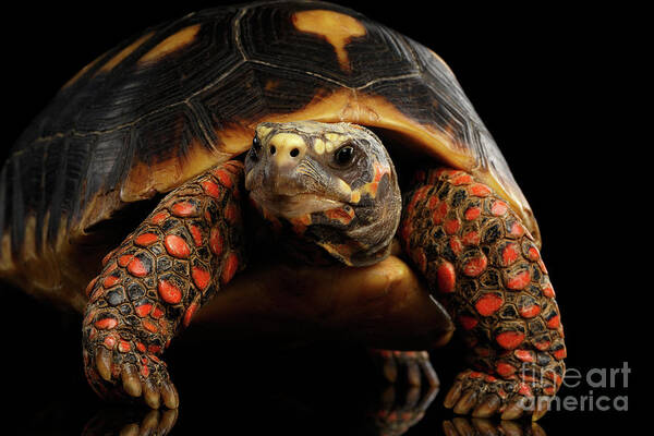 Tortoise Art Print featuring the photograph Close-up of Red-footed tortoises, Chelonoidis carbonaria, Isolated black background #3 by Sergey Taran