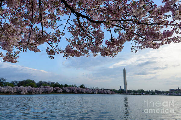 Washington Monument Art Print featuring the photograph Washington Monument Cherry Blossoms #2 by Thomas R Fletcher