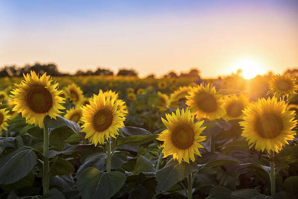 Ryan Heffron Art Print featuring the photograph Sunflower Sunset #4 by Ryan Heffron