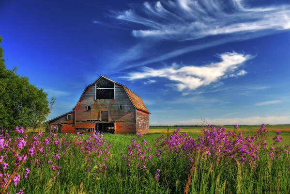 Barn Rural Abandoned Nd North Dakota Flowers Green Blue Purple Landscape Horizontal Art Print featuring the photograph Abandoned Blackmore Barn #1 - Spring by Peter Herman