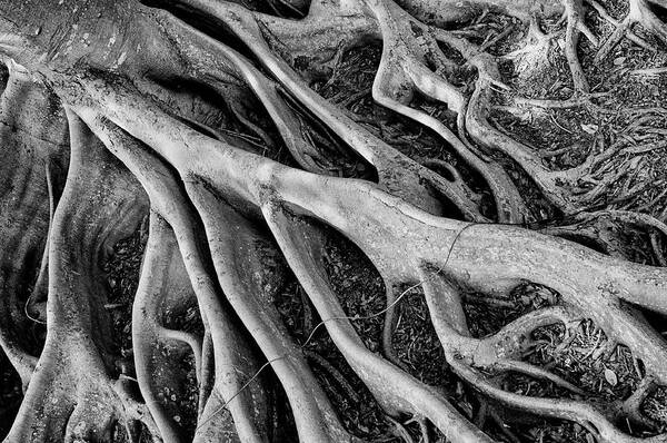 Banyan Tree Art Print featuring the photograph Banyan Roots by Mick Burkey