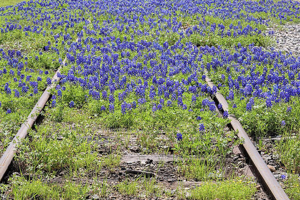 Bluebonnets Art Print featuring the photograph Bluebonnets Everywhere by JC Findley