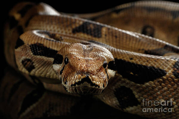 Boa Art Print featuring the photograph Boa constrictor imperator color, on isolated black background by Sergey Taran