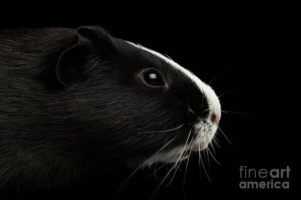 Guinea Art Print featuring the photograph Close-up Guinea pig on isolated black background by Sergey Taran