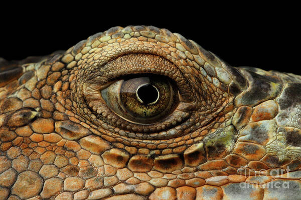 Iguana Art Print featuring the photograph Closeup Eye of Green Iguana, Looks like a Dragon by Sergey Taran