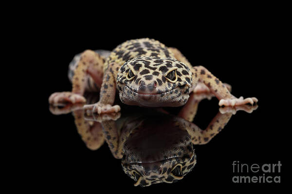 Closeup Art Print featuring the photograph Closeup Leopard Gecko Eublepharis macularius Isolated on Black Background, front view by Sergey Taran