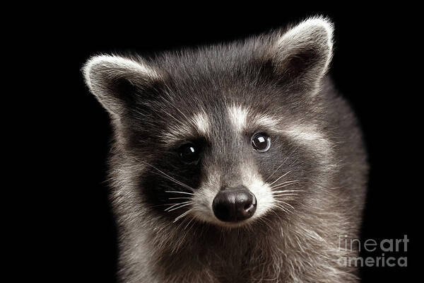 Raccoon Art Print featuring the photograph Portrait Cute Baby Raccoon by Sergey Taran
