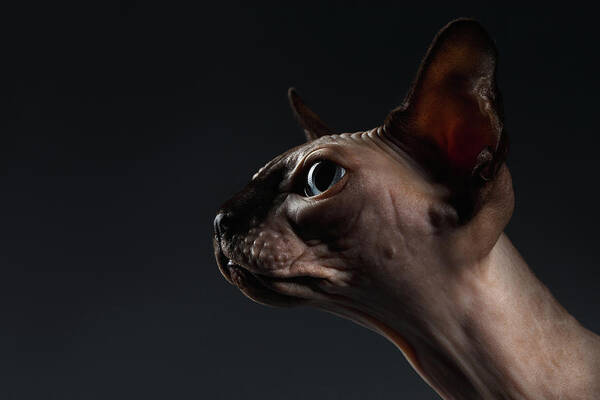 Portrait Art Print featuring the photograph Closeup Portrait of Sphynx Cat in Profile view on Black by Sergey Taran