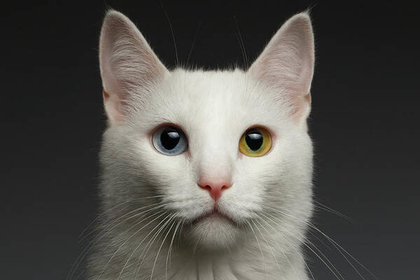 Heterochromia Art Print featuring the photograph Closeup White cat with heterochromia eyes on gray by Sergey Taran