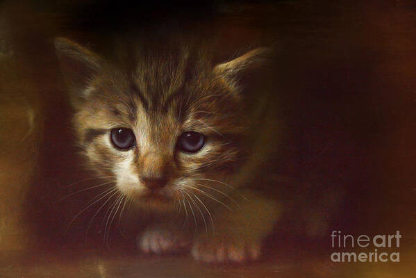 Kitten Art Print featuring the photograph Concentration by Kathy Russell