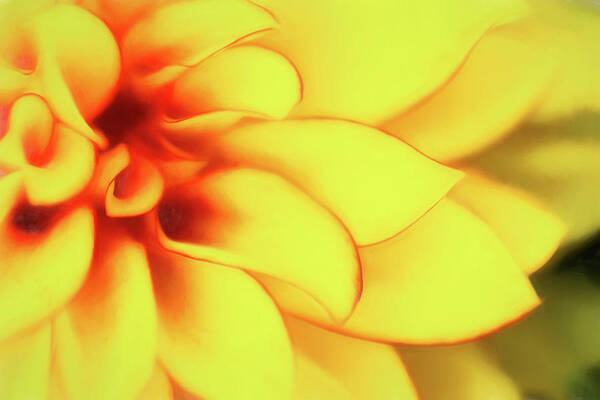 Dahlia Art Print featuring the photograph Dahlia Flower Abstract by Tom Mc Nemar