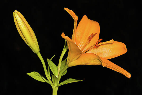 Beautiful Art Print featuring the photograph Daylily Jewel by Dawn Currie