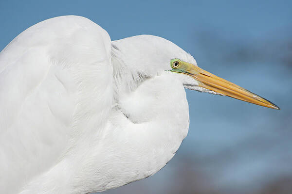 Ardea Alba Art Print featuring the photograph Egret Portrait by Dawn Currie