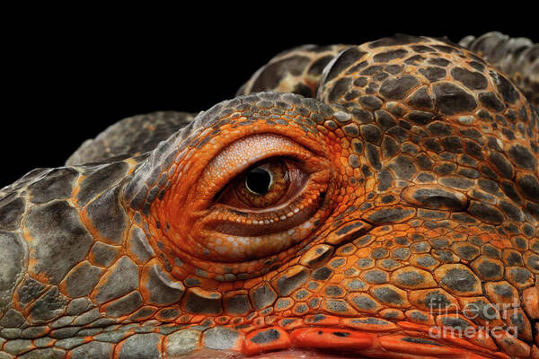Iguana Art Print featuring the photograph Eyeball of dragon head by Sergey Taran