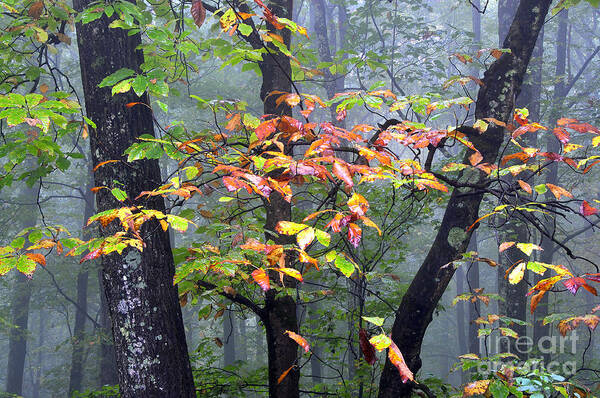 Foggy Art Print featuring the photograph Foggy Fall Forest by Thomas R Fletcher