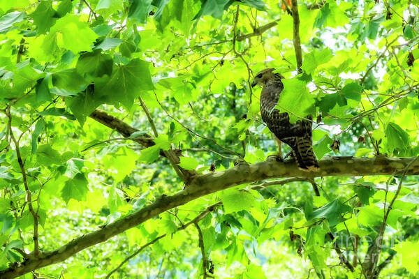 Williams River Art Print featuring the photograph Hawk in Sycamore by Thomas R Fletcher