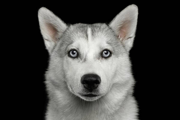 Dog Art Print featuring the photograph Husky puppy by Sergey Taran