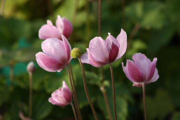 Anemone Art Print featuring the photograph Japanese Anemones by Barbara White