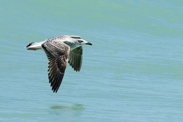 Dawn Currie Photography Art Print featuring the photograph Juvenile Great Black-backed Gull in Flight by Dawn Currie