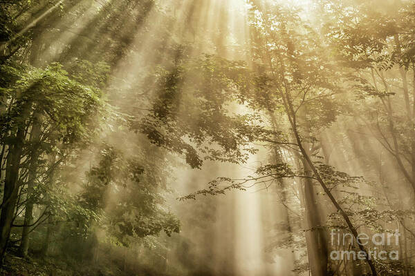 Sun Rays Art Print featuring the photograph Let Your Glory Shine by Thomas R Fletcher