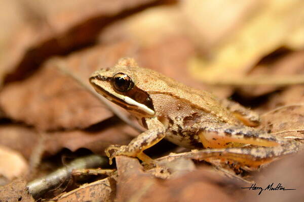 Frog Art Print featuring the photograph Little Wood Frog by Harry Moulton