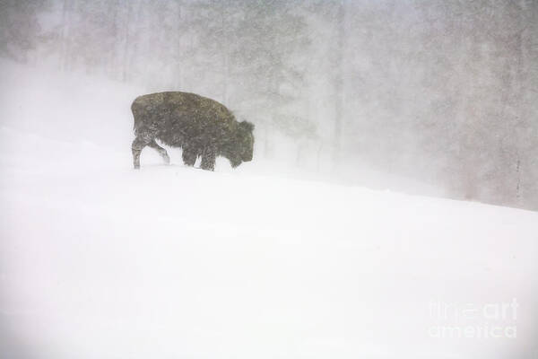Landscape Art Print featuring the photograph Lone Buffalo Bull in Winter Storm by Craig J Satterlee