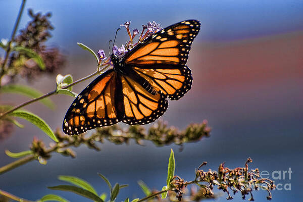 Butterfly Art Print featuring the photograph Monarch 3 by Edward Sobuta