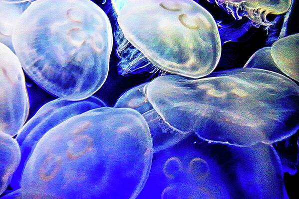 Jelly Fish Art Print featuring the photograph Moon Jellies by Stoney Lawrentz