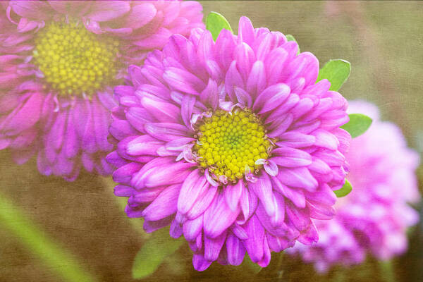 Florals Art Print featuring the photograph Morning Delight by Arlene Carmel
