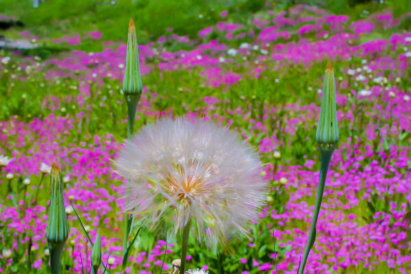 Dandelion Flower Art Print featuring the photograph I Wish by Terry Walsh