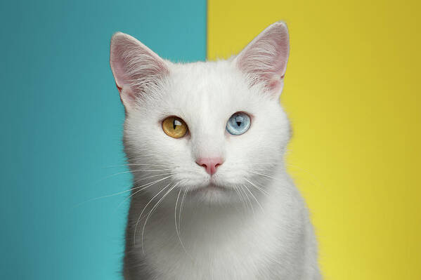 Cat Art Print featuring the photograph Portrait of White Cat on Blue and Yellow Background by Sergey Taran