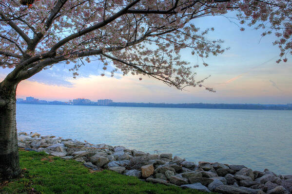 Cherry Blossoms Blossom Washington Dc Potomac River Sunrise Sunset Joint Base Anacostia Bolling Afb Alexandria Va Virginia Art Print featuring the photograph Pretty Potomac by JC Findley