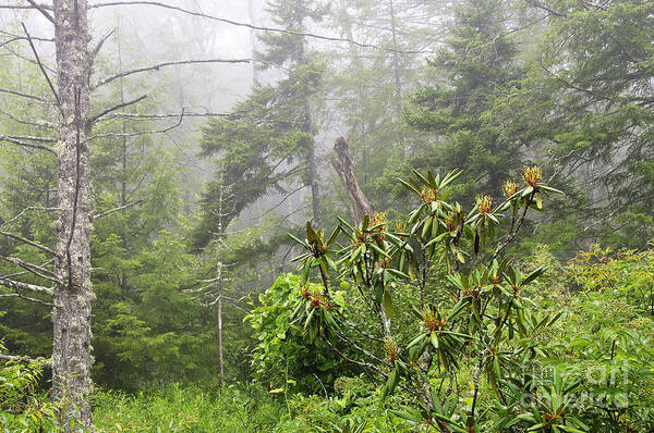 Fog Art Print featuring the photograph Quiet Morning Cranberry Glades by Thomas R Fletcher