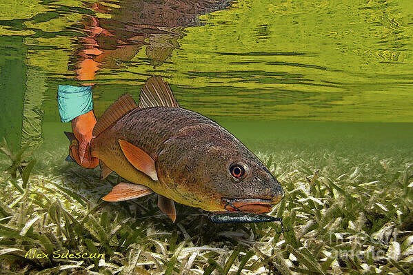 Redfish Art Print featuring the painting Red Eye by Alex Suescun