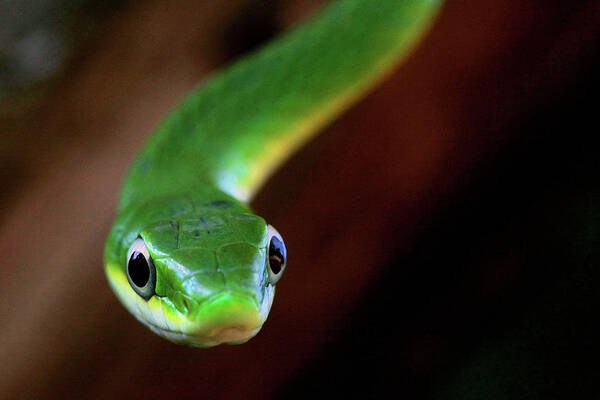 Opheodrys Aestivus Art Print featuring the photograph Rough Green Snake Closeup by Kyle Findley