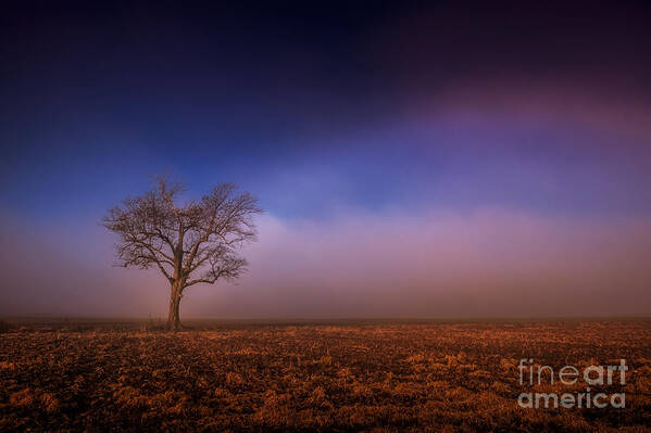 Farm Art Print featuring the photograph Single Tree in the Mississippi Delta by T Lowry Wilson