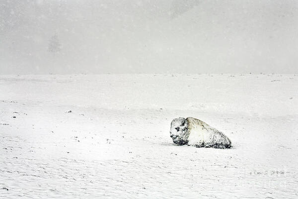 Landscape Art Print featuring the photograph Snow Storm Buffalo by Craig J Satterlee