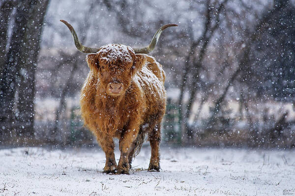 Scottish Highland Cow Coo Coos Cattle Longhorn Snow Pasture Wisconsin Wi Winter Cold Art Print featuring the photograph Strength by Peter Herman