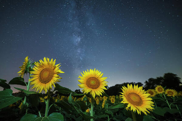 Ryan Heffron Art Print featuring the photograph Sunflower Galaxy v by Ryan Heffron